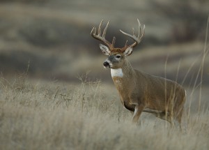 A Guide to Hunting, Tagging and Transporting Deer in Michigan the Right Way